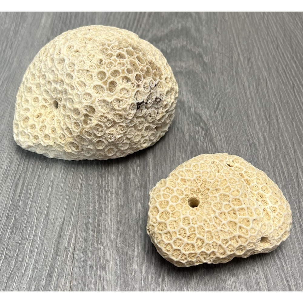 Vintage Petrified Crater Coral Lot of 2 Sea Fossil Beach House Coastal Decor